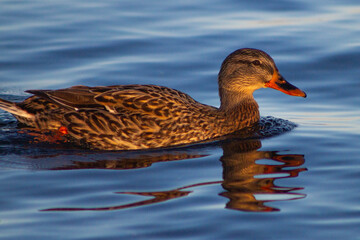 The female mallard (Anas platyrhynchos) is a dabbling duck that breeds throughout the temperate and subtropical Americas, Eurasia, and North Africa,live in wetlands,eat water plants and small animals