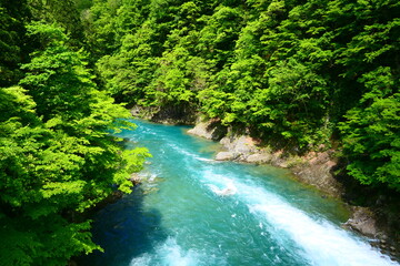 新緑の抱返り渓谷。仙北、秋田、日本。５月下旬。