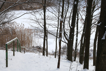 Forest on a hill in snowy winter