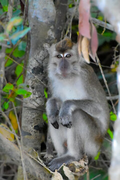 Macaque in Tree, Abai, Borneo