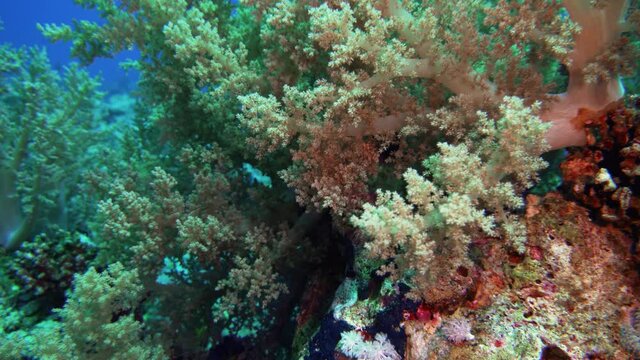 Soft Coral Broccoli and Colorful Fishes. Picture of broccoli coral Litophyton arboreum and colourful fish in the tropical reef of the Red Sea Dahab Egypt.