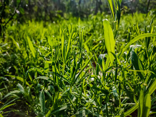 Obraz premium Lathyrus sativus, also known as grass pea, chickling vetch, Indian pea, is a legume (family Fabaceae) commonly grown for human consumption and livestock feed in Asia and East Africa.
