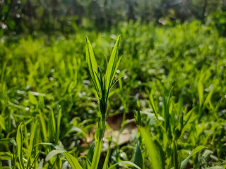 Lathyrus sativus, also known as grass pea, chickling vetch, Indian pea, is a legume (family Fabaceae) commonly grown for human consumption and livestock feed in Asia and East Africa.