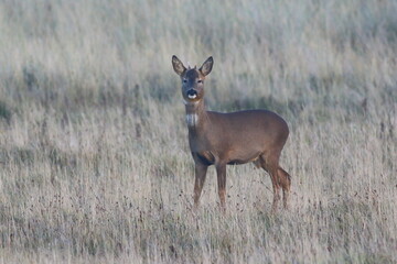 Buck Roe Deer