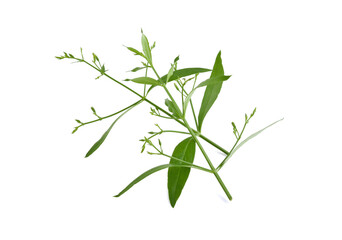 Andrographis paniculata plant on white background