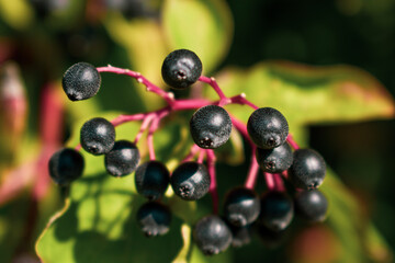 black currant berries