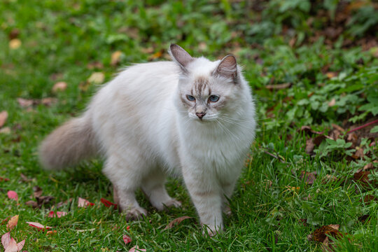 Picture of a nevsky masquerade cat in a garden stock photo