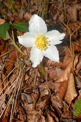 Hellebore Winter white flower in the forest