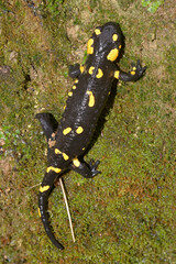 The European Fire Salamander ont the moss and dry leaves