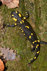 The European Fire Salamander ont the moss and dry leaves