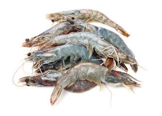 shrimps on a white background 