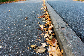 Fototapeta premium Yellow leaves lie on the road, autumn leaf fall, close up