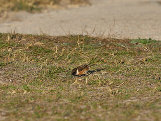 Common stonechat, Saxicola rubicola, in the gola de Pujol, Valencia, Spain