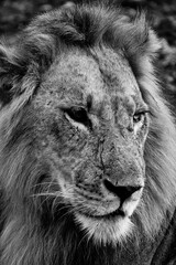 Young Male Lion, Ujasiri , Lake Manze Tanzania