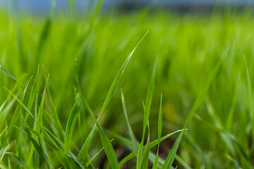 Close up green agricultural wheat field in spring. Countryside landscape.