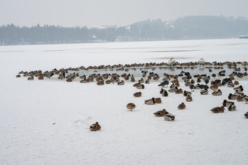 swan duck birds on a frozen lake in Mragowo