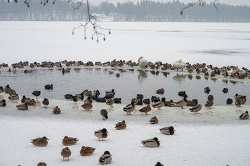 Fototapeta premium swan duck birds on a frozen lake in Mragowo