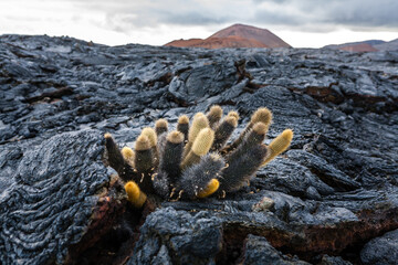 Lava cactus in a deserted lava field on Santiago Island, Galapagos Island National Park, Ecuador