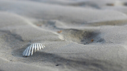 shell on the beach