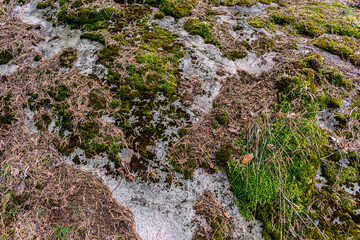 Green moss on the rocks, background texture in nature