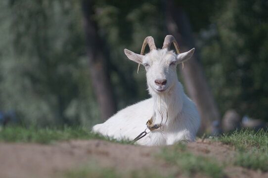a portrait of a white goat laying on green grass. High quality photo