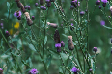field of flowers