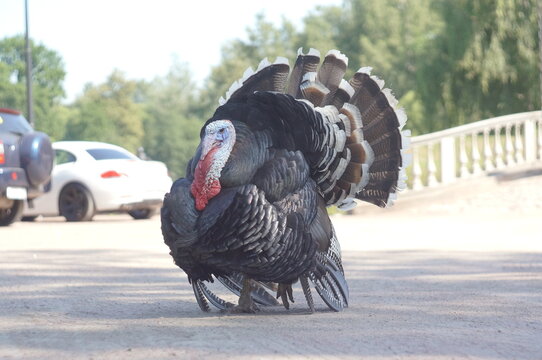 adult male turkey. the turkey is all alone on the road. on the background cars are parked. High quality photo