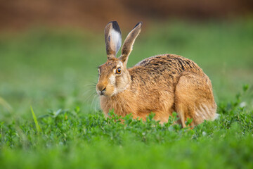 Brown hare, lepus europaeus, looking on grass in springtime nature. Long eared mammal resting in clover in spring. Wild bunny sitting on green pasture.