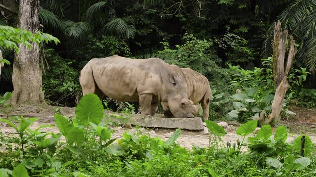 A pair of rhinos eating in its sanctuary at the Zoo Negara Malaysia, National Zoo of Malaysia 