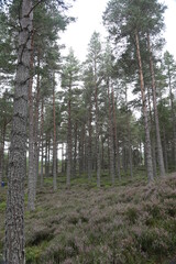 Fototapeta premium Scotland landscape in the summer