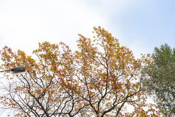 Yellowed tree crowns, blue sky, autumn, copy of space
