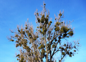 Poplar tree infested with mistletoe, for tree pests, for humans a cure