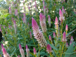 ピンクのノゲイトウ