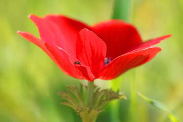 Naklejka premium dew drop on a poppy flower petal, close-up on a blurred background