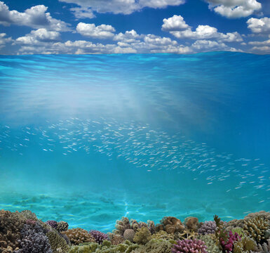 Underwater coral reef seabed and water surface with sky