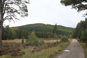 Scotland landscape in the summer