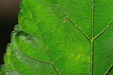 Soft blurred background, green natural, moist, bright, pastel color background with soft gradient wallpaper.