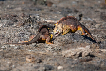 Ecuador. Galapagos islands. Two land iguanas fight for females. Animal fighting on Galapagos islands.