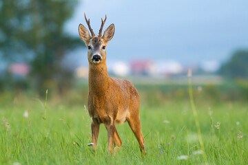 Roe deer, capreolus capreolus, standing on glade in civilization in summer. Brown antlered mammal looking to the camera on field behind the village. Roebuck watching on meadow from low angle.