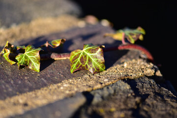 Ivy leaves lie on a stone fence.