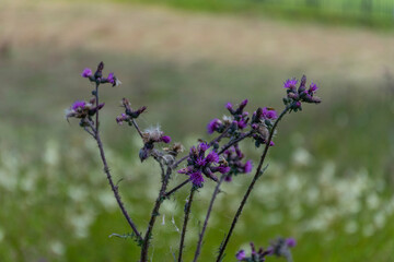 lavender in the field
