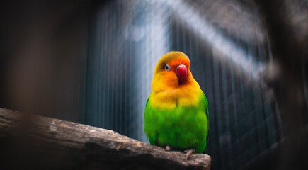 Selective focus shot of a Fischer's lovebird perched on wood with a blurry background