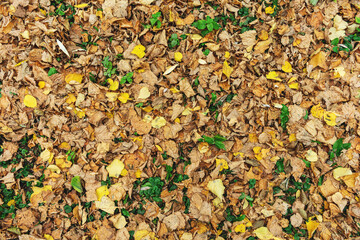 Fallen yellow leaves in the Park, texture, autumn concept