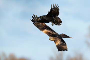 Red kite, milvus milvus, and common raven, corvus corax, flying on the blue sky. Two dark birds of prey fighting in the air. Pair of feathered animals attacking in flight.