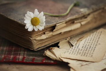 flowers and vintage concept