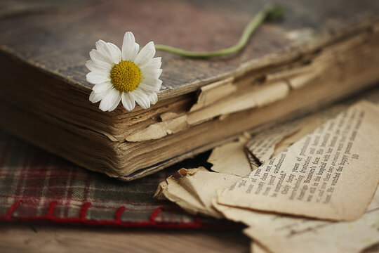 flowers  and vintage concept