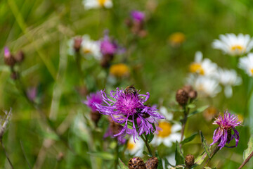 bee on a flower