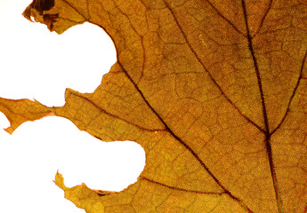 Translucent dry leaf veins, magnified images with natural patterns and textures, placed on white for a beautiful background.