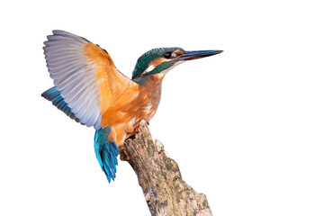 Young common kingfisher, alcedo atthis, with spread wings cut out on blank. Blue bird looking on branch with copy space. Colorful feathered animal watching on wood isolated on transparent background.