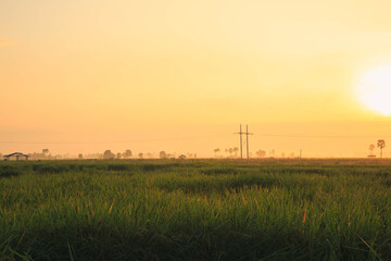 Fototapeta na wymiar Rice fields with the morning sun